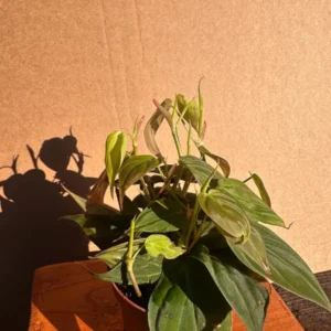 Philodendron Micans Live Plant - 4 inch Potted Houseplant - Velvet Trailing Foliage - Image 4