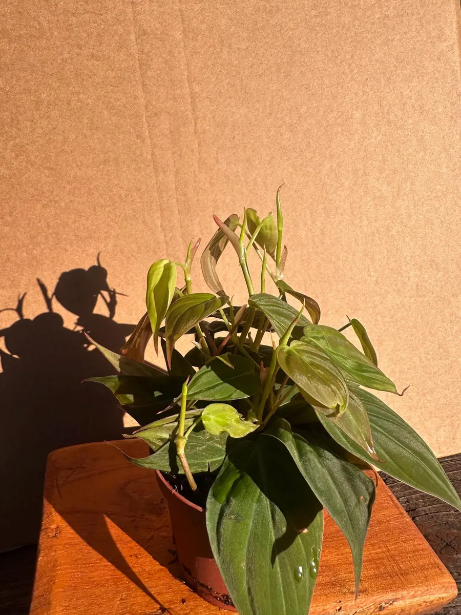 Philodendron Micans Live Plant - 4 inch Potted Houseplant - Velvet Trailing Foliage - Image 4