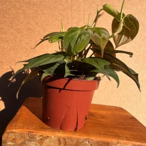 Philodendron Micans Live Plant - 4 inch Potted Houseplant - Velvet Trailing Foliage - Image 5