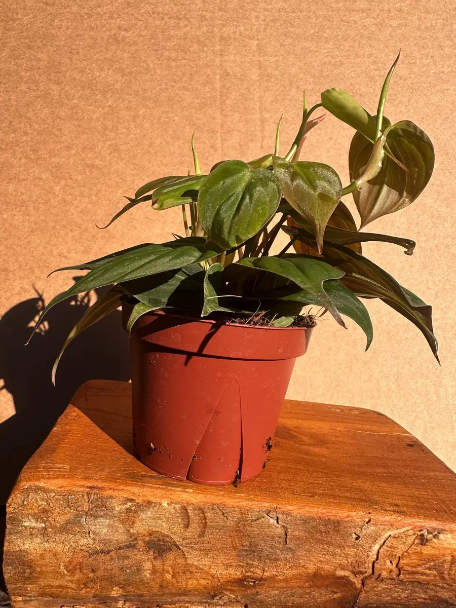 Philodendron Micans Live Plant - 4 inch Potted Houseplant - Velvet Trailing Foliage - Image 5