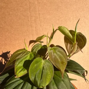 Philodendron Micans Live Plant - 4 inch Potted Houseplant - Velvet Trailing Foliage - Image 6