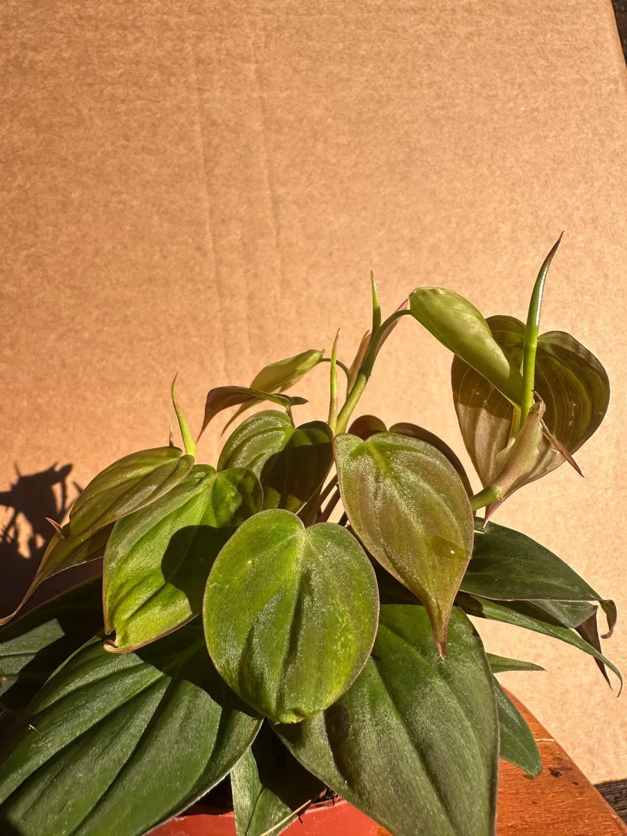 Philodendron Micans Live Plant - 4 inch Potted Houseplant - Velvet Trailing Foliage - Image 6