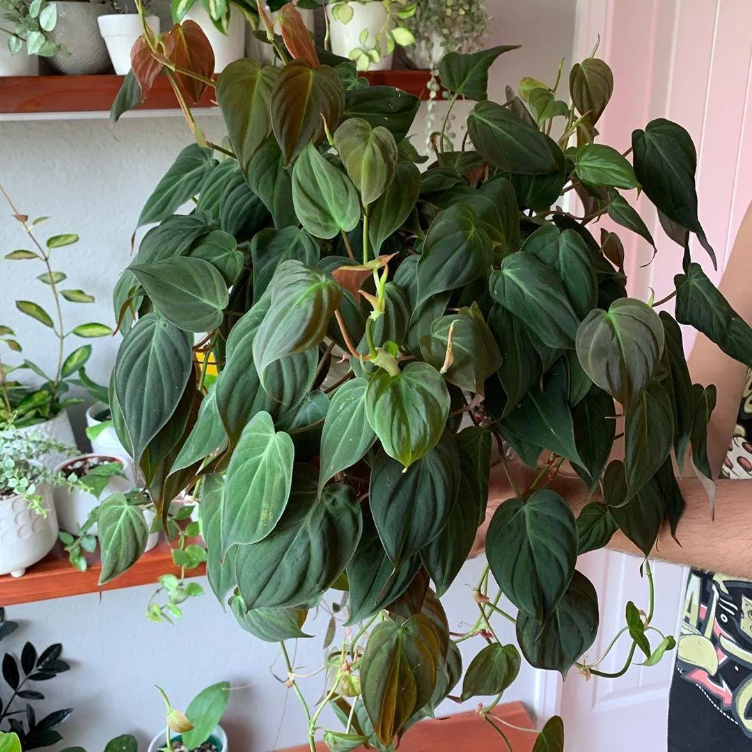 Philodendron Micans Live Plant - 4 inch Potted Houseplant - Velvet Trailing Foliage - Image 1