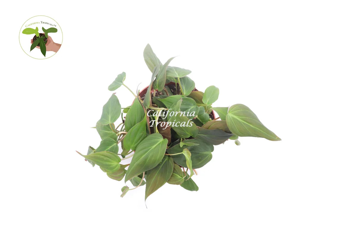 Philodendron Micans Live Plant – 6 inch Potted Houseplant – Indoor Vining Plant - Image 2