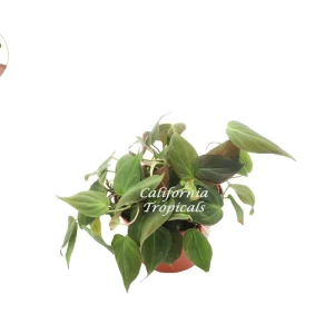 Philodendron Micans Live Plant – 6 inch Potted Houseplant – Indoor Vining Plant - Image 1