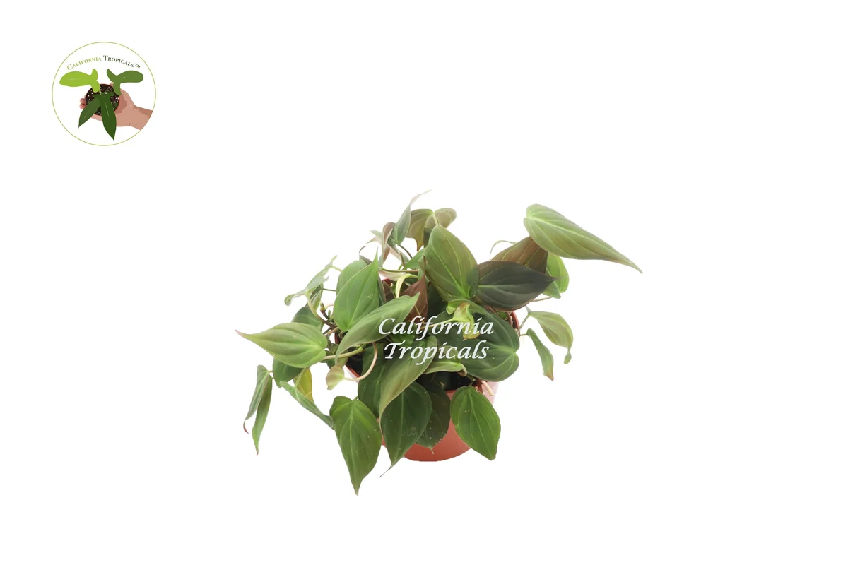Philodendron Micans Live Plant – 6 inch Potted Houseplant – Indoor Vining Plant - Image 1