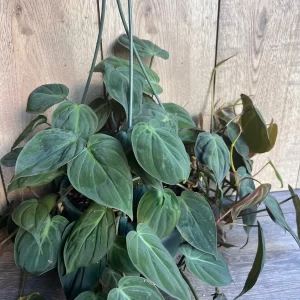 Philodendron Micans Live Plant – 8 inch HB Pot – Indoor Houseplant - Image 5