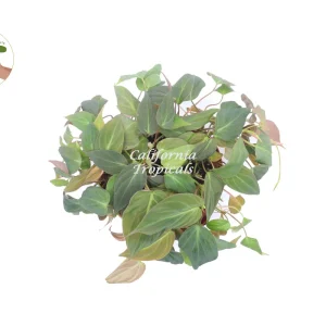 Philodendron Micans Live Plant – 8-Inch Pot – Velvet Leaf Trailing Houseplant - Image 2