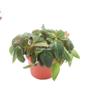 Philodendron Micans Live Plant – 8-Inch Pot – Velvet Leaf Trailing Houseplant - Image 1