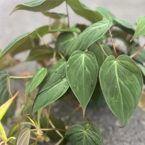 Philodendron Micans Live Plant – Heart-Shaped Velvet Leaves, 6-inch Pot, Indoor Trailing Plant - Image 2