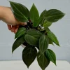 Philodendron Micans Velvet Live Plant - 3 inch Grow Pot - Heartleaf Indoor - Image 1