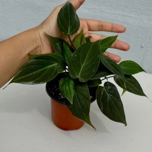 Philodendron Micans Velvet Live Plant - 3 inch Grow Pot - Heartleaf Indoor - Image 3