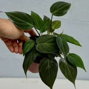 Philodendron Micans Velvet Live Plant - 3 inch Grow Pot - Heartleaf Indoor - Image 5