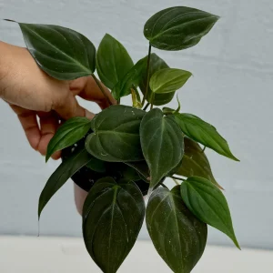 Philodendron Micans Velvet Live Plant - 3 inch Grow Pot - Heartleaf Indoor - Image 8