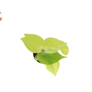 Philodendron Neon Cordatum Live Plant – 2 inch Pot – Indoor Houseplant - Image 2