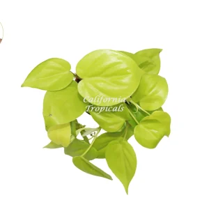 Philodendron Neon Cordatum Live Plant – 4 inch Potted Houseplant – Indoor - Image 2