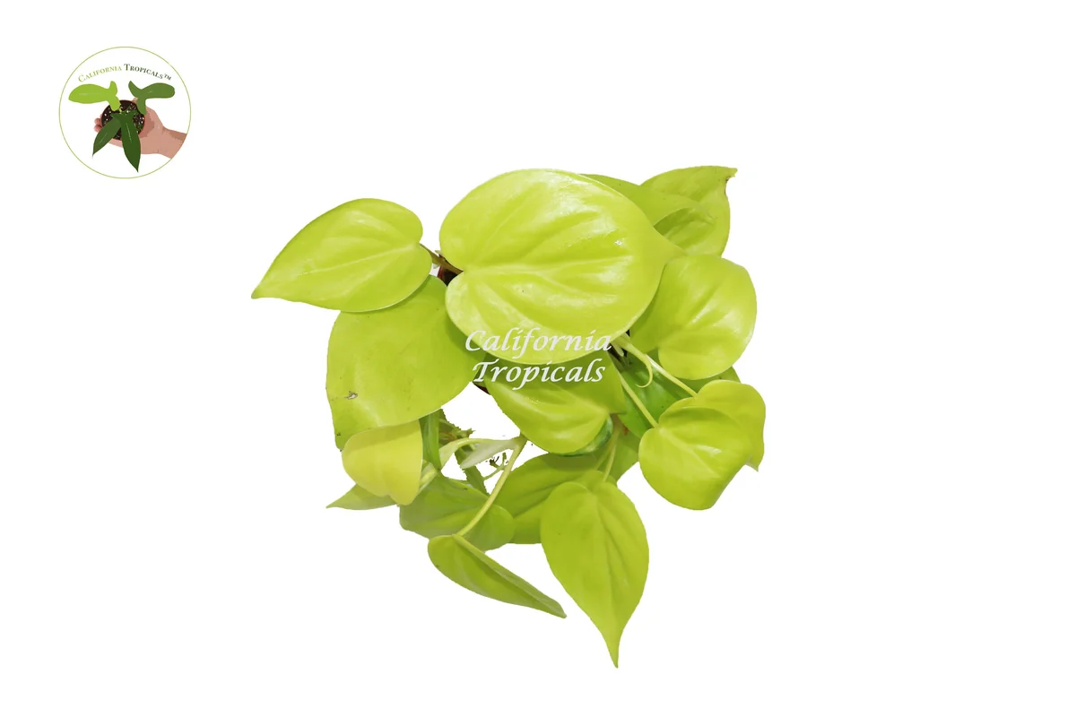 Philodendron Neon Cordatum Live Plant – 4 inch Potted Houseplant – Indoor - Image 2