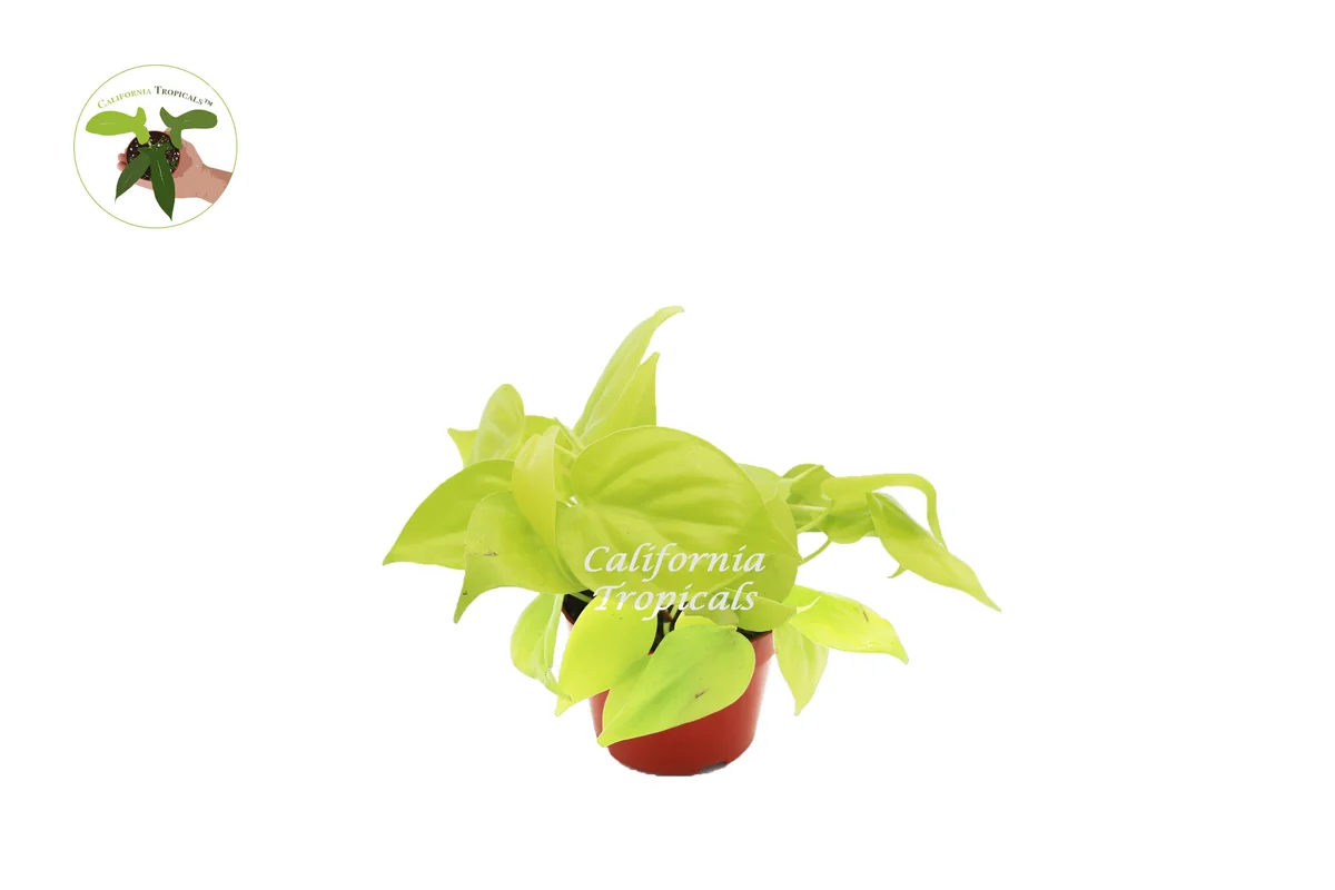 Philodendron Neon Cordatum Live Plant – 4 inch Potted Houseplant – Indoor - Image 1