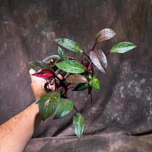 Philodendron Orange Princess Live Plant - Rare Marble Aroid Houseplant - Image 2