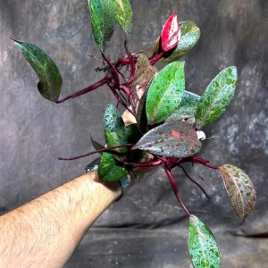 Philodendron Orange Princess Live Plant - Rare Marble Aroid Houseplant - Image 3