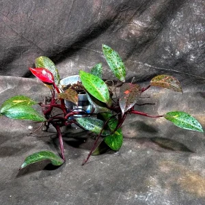 Philodendron Orange Princess Live Plant - Rare Marble Aroid Houseplant - Image 1