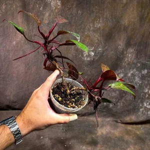 Philodendron Orange Princess Live Plant - Rare Marble Aroid Houseplant - Image 4