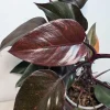 Philodendron Orange Princess Live Plant - Rare Variegated Indoor Houseplant - Image 1