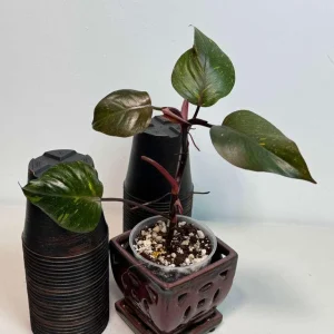 Philodendron Orange Princess Live Plant - Rare Variegated Aroid Houseplant - Image 3