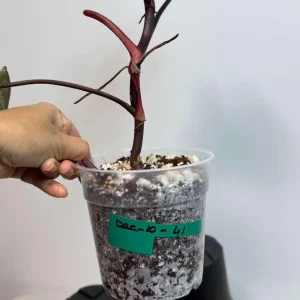 Philodendron Orange Princess Live Plant - Rare Variegated Aroid Houseplant - Image 4