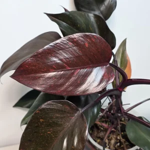 Philodendron Orange Princess Live Plant - Rare Variegated Indoor Houseplant - Image 4