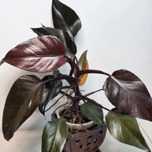 Philodendron Orange Princess Live Plant - Rare Variegated Indoor Houseplant - Image 6