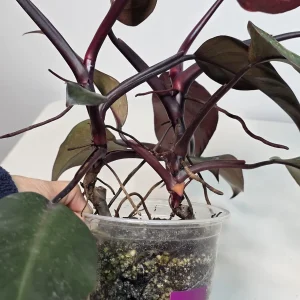 Philodendron Orange Princess Live Plant - Rare Variegated Indoor Houseplant - Image 8