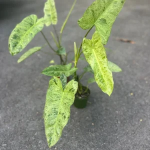 Philodendron Paraiso Verde Live Plant – 4 inch Pot – High Variegation – Indoor - Image 3