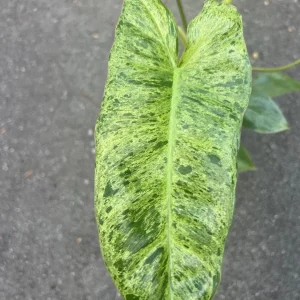 Philodendron Paraiso Verde Live Plant – 4 inch Pot – High Variegation – Indoor - Image 1