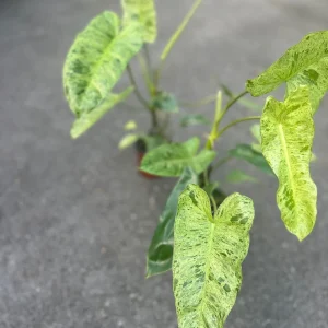 Philodendron Paraiso Verde Live Plant – 4 inch Pot – High Variegation – Indoor - Image 4