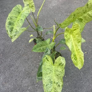 Philodendron Paraiso Verde Live Plant – 4 inch Pot – High Variegation – Indoor - Image 5