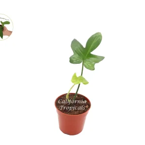 Philodendron Pedatum Dwarf Live Plant – 4 inch Pot – Indoor Houseplant - Image 1