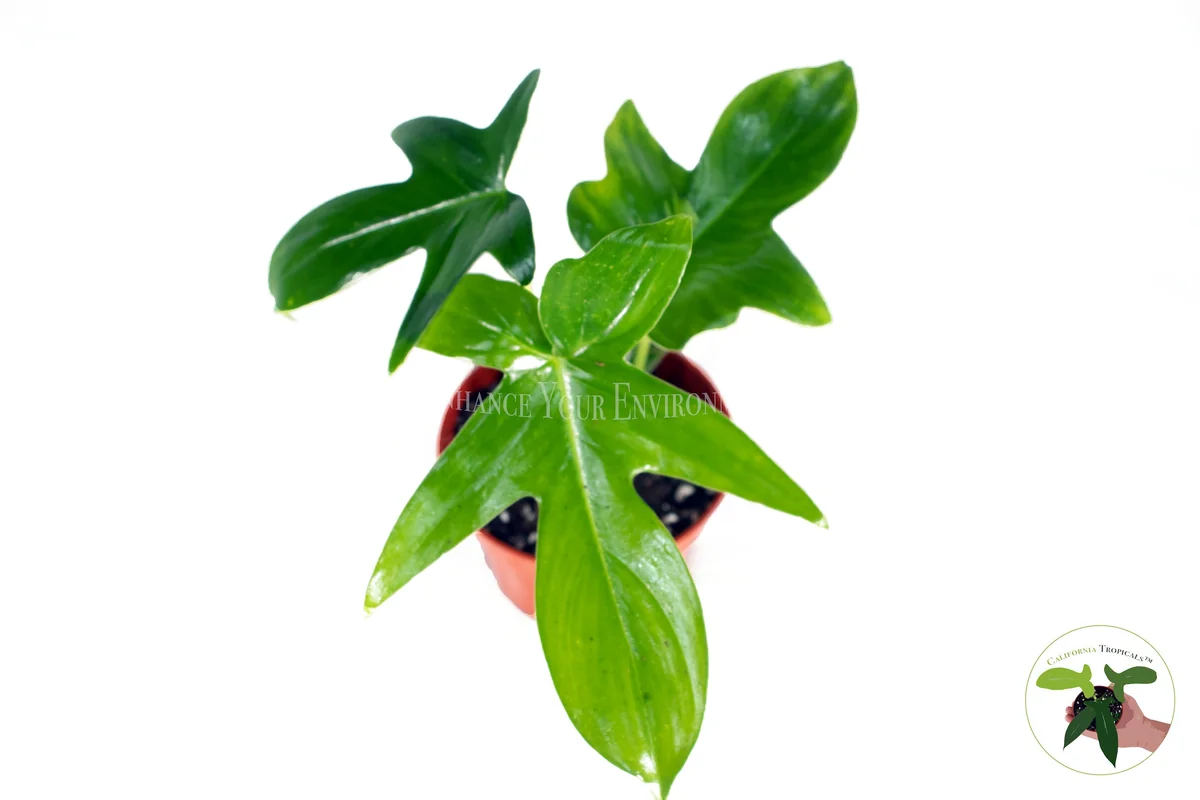 Philodendron Pedatum Live Plant – 4 Inch Pot – Indoor Houseplant - Image 2