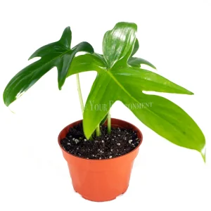 Philodendron Pedatum Live Plant – 4 Inch Pot – Indoor Houseplant - Image 1