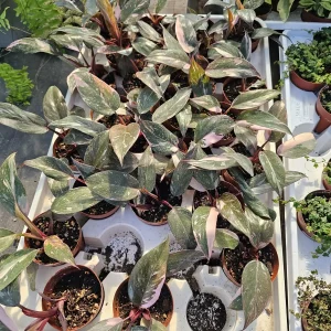 Philodendron Pink Princess Live Plant – 2 inch Pot – Indoor Houseplant - Image 2