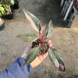 Philodendron Pink Princess Live Plant – 2 inch Pot – Indoor Houseplant - Image 3