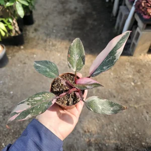 Philodendron Pink Princess Live Plant – 2 inch Pot – Indoor Houseplant - Image 1