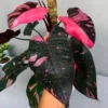 Philodendron Pink Princess Live Plant - Black Cherry Variegated Indoor Houseplant - Image 1