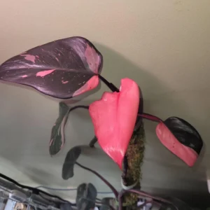 Philodendron Pink Princess Live Plant - Black Cherry Variegated Indoor Houseplant - Image 2