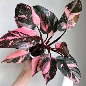 Philodendron Pink Princess Live Plant - Black Cherry Starter Houseplant - Image 1