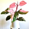 Philodendron Pink Princess Live Plant - Indoor Potted Houseplant - Image 1