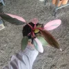 Philodendron Pink Princess Live Plant – Rare Aroid 4 inch Pot – Indoor Houseplant - Image 1