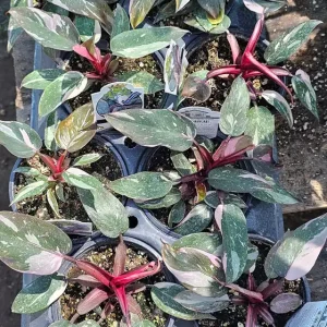 Philodendron Pink Princess Live Plant – Rare Aroid 4 inch Pot – Indoor Houseplant - Image 4