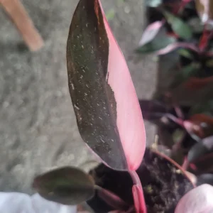 Philodendron Pink Princess Live Plant – Rare Aroid 4 inch Pot – Indoor Houseplant - Image 7