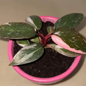 Philodendron Pink Princess Live Plant - Tropical Aroid Starter - Image 2